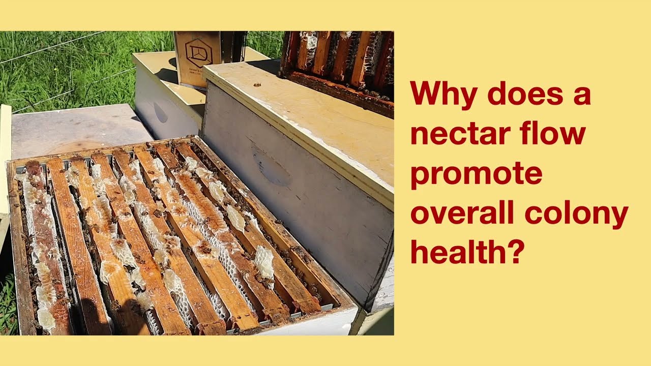 The Science Behind Feeding Bees