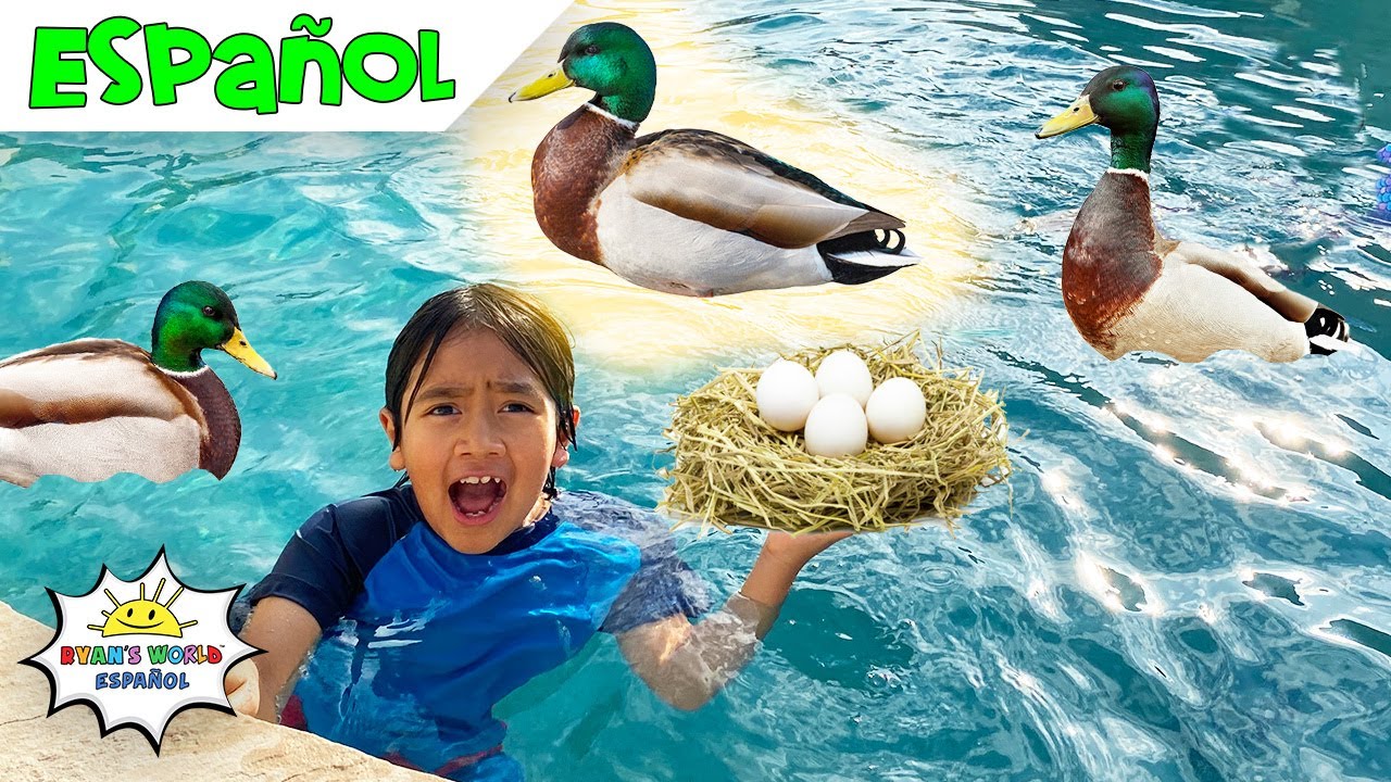 Los Patos Nadan en Nuestra Piscina