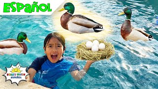 Los Patos Nadan en Nuestra Piscina y Ponen Huevos!
