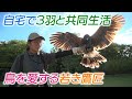 【害鳥駆除の依頼殺到】自宅で鷹3羽と共同生活・・・自由自在に操る22歳の女性鷹匠【#推しごと拝見】