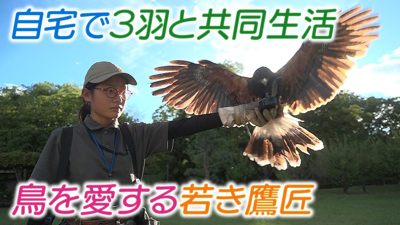 【害鳥駆除の依頼殺到】自宅で鷹3羽と共同生活･･･自由自在に操る22歳の女性鷹匠【＃推しごと拝見】