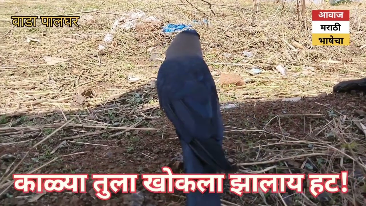 मराठीत बोलणारा कावळा काळ्या तुला खोकला झालाय का? हट