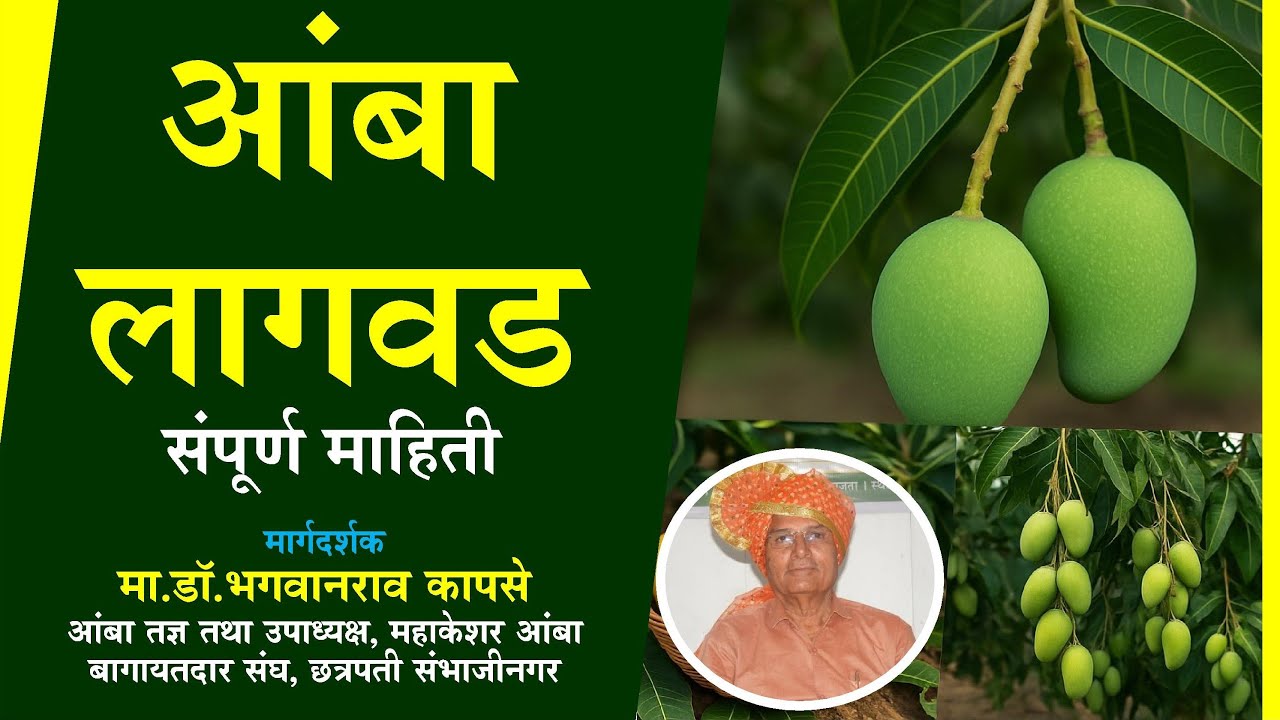 #आंबा लागवड-संपूर्ण माहिती-मा.डॉ.भगवानराव कापसे,आंबा तज्ञ #mango  Production Technology