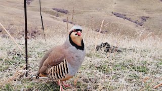 охота на кеклик самарканд