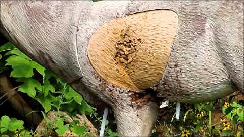 Recurve hunting from a single crawl