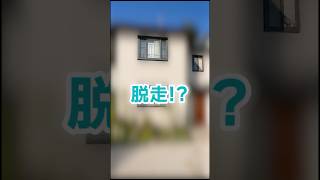 家中どこにも見当たらない愛猫、外まで探しに出た結果。20歳チャトラ女子【猫】#cat #cute #seniorcat #shorts