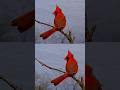 Relaxing ASMR…. #asmr #birds #shorts