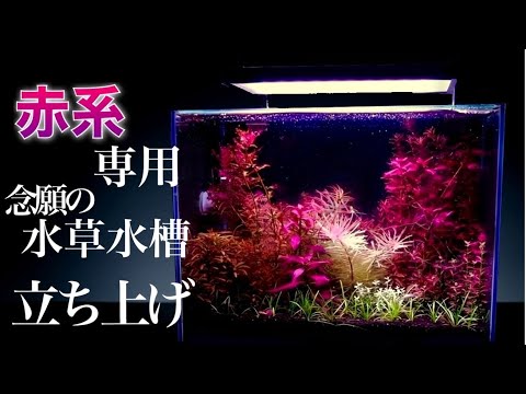 水草育成 antaeus7toy hqdefault.jpg