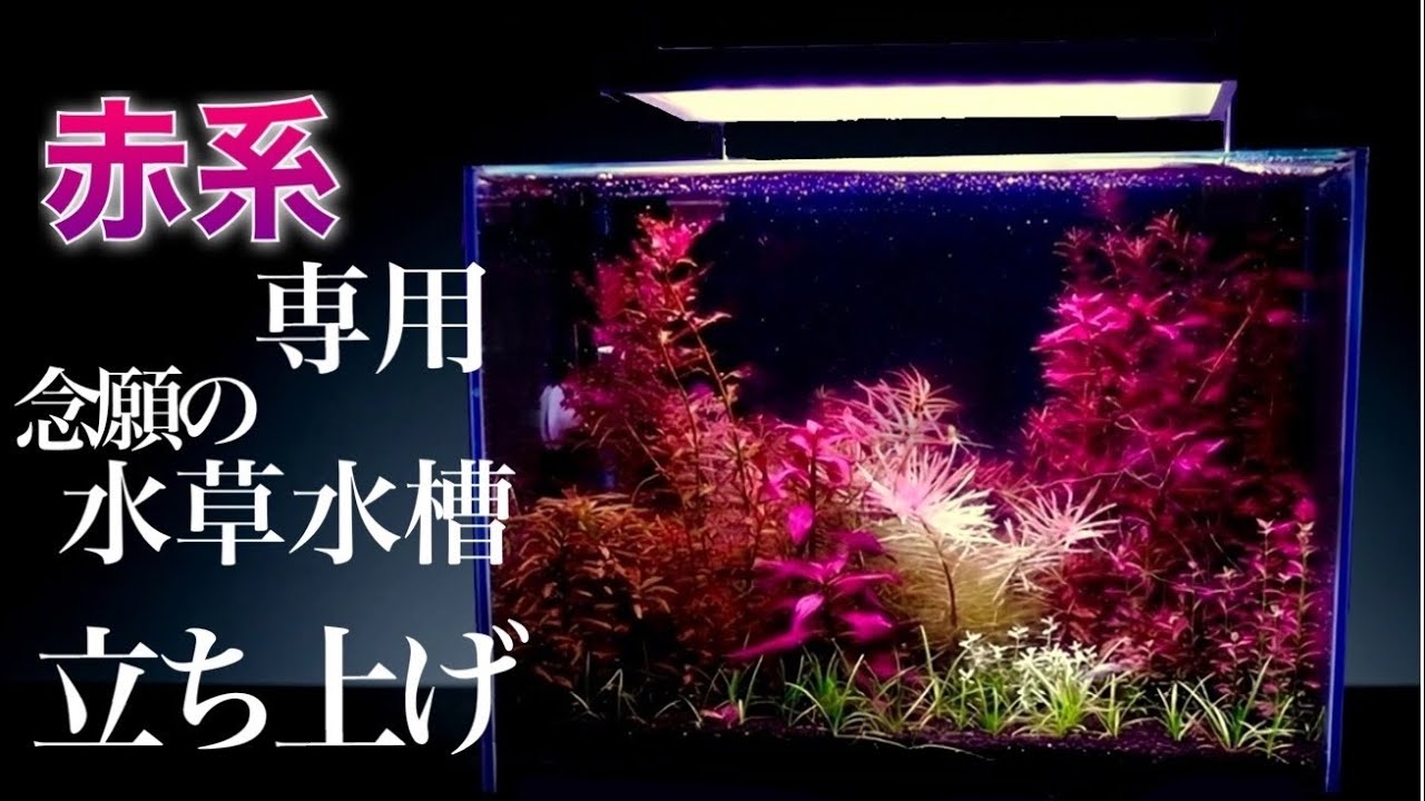 すいそう水槽 ｱｸｱﾘｳﾑ/立ち上げ#1】赤系の水草だけを使った小型水槽 育成ポイントの