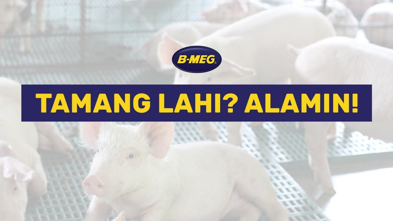 Tips sa tamang pag-breed ng gagawing inahin at fattener na baboy!