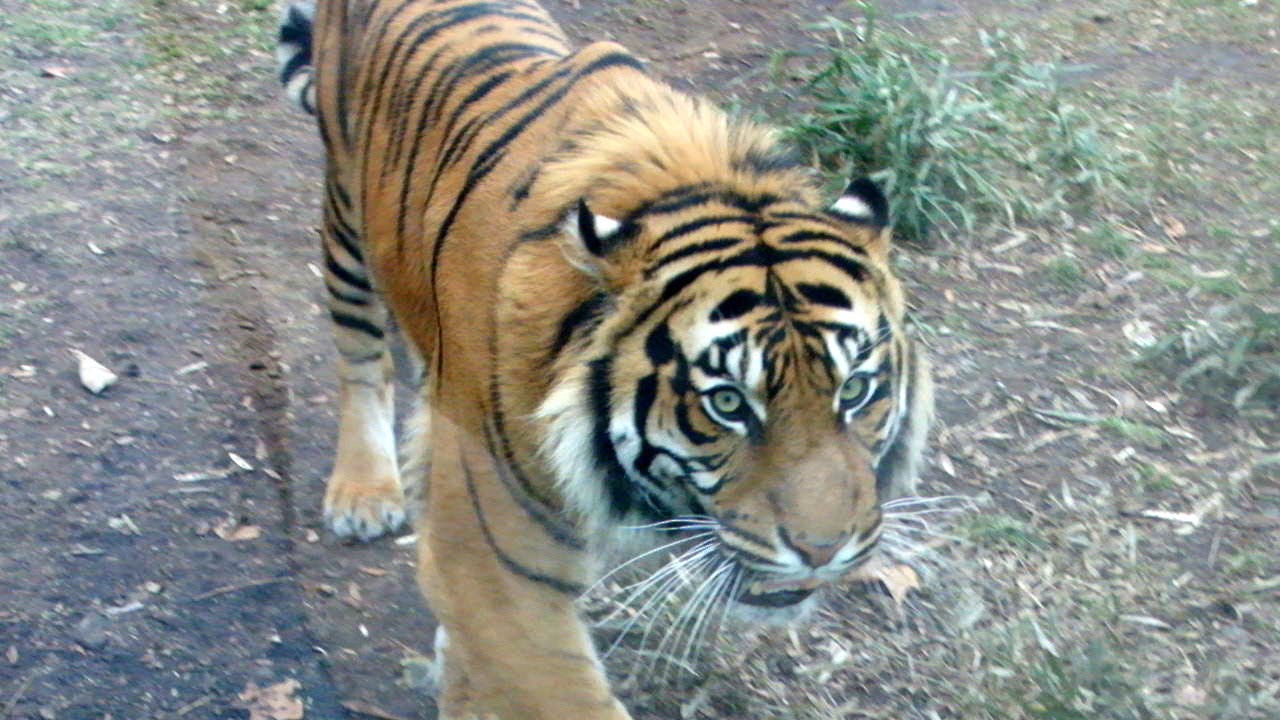 Зоопарк во Вроцлаве [HD]