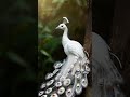 أجمل طاووس في العالم 