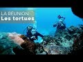 La Réunion - les tortues