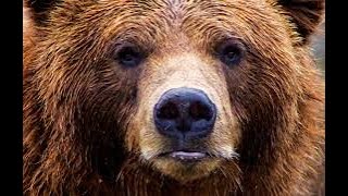 Shamela -Hardcare Wow-