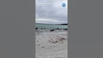 Hàng chục cá voi hoa tiêu mắc cạn trên bãi biển Úc | VOA Tiếng Việt