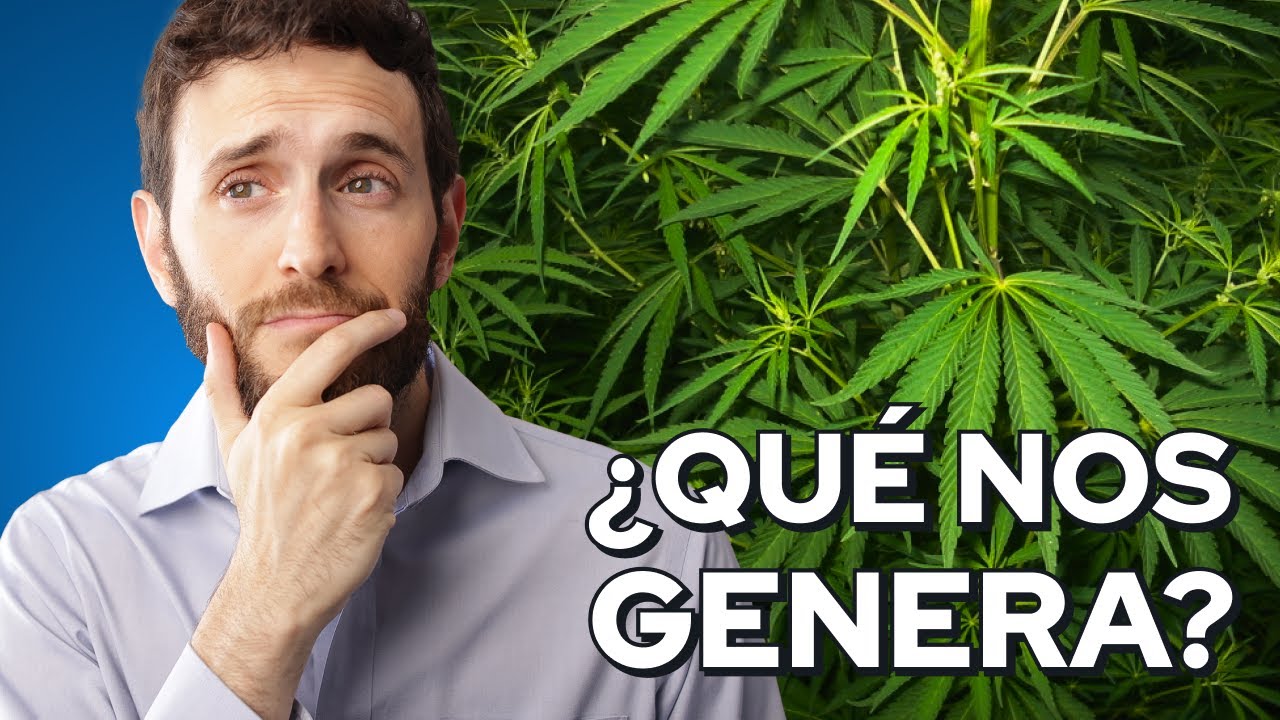 Qué genera el CANNABIS en nuestro CUERPO