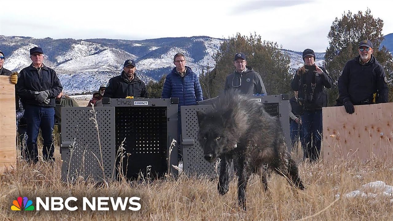 Five wolves released in Colorado as part of reintroduction plan