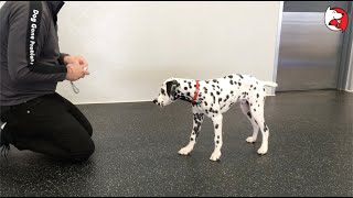 DGP Puppy Class Video - Back Up Cue
