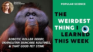 Robotic Roller Derby, Orangutan Skincare Routines, That Good Pet Stink | Weirdest Thing S8E10