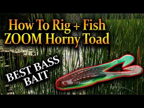 ZOOM HORNY TOAD WILL CATCH MONSTER BASS! HOW TO RIG, FISH ZOOM HORNY TOAD!