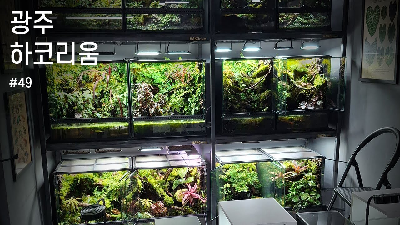 광주 비바리움 전문 샵 하코리움 방문기 | HAKOrium | 수족관 탐방 #07