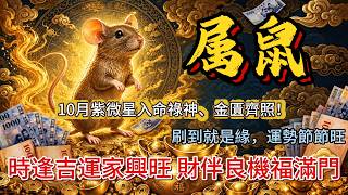 生肖鼠你贏了！10月紫微星入命，祿神、金匱齊照！如果你看到這個影片，你會非常旺！#生肖鼠 #屬鼠2026 #10月運勢