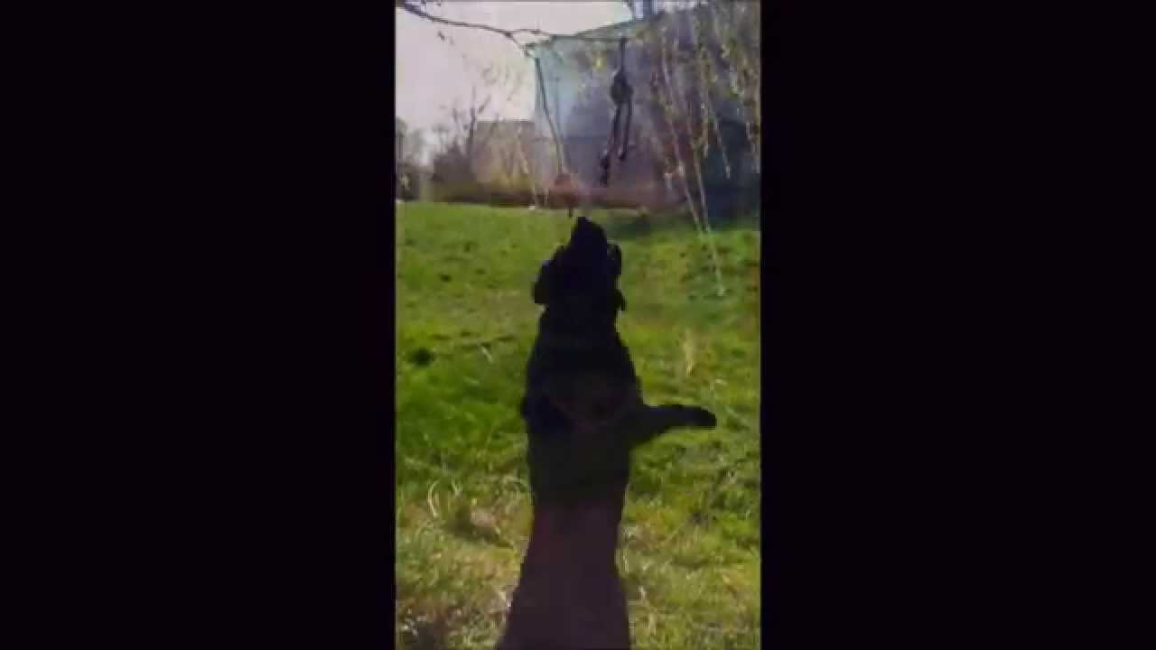 How to train your dog to jump on trees. This is Max