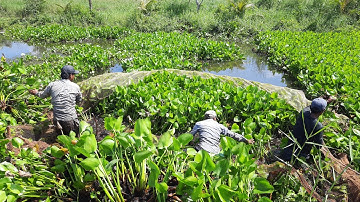 Ốp lưới bắt cá trong đám lục bình dính một bầy cá phi khủng!#nhibayran...