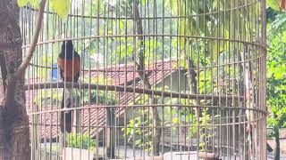 Download Lagu MASTERAN MURAI BATU ISIAN CUCAK ROWO CIBLEK PANCINGAN GACOR MP3