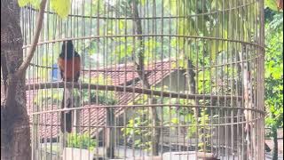 MASTERAN MURAI BATU ISIAN CUCAK ROWO CIBLEK PANCINGAN GACOR