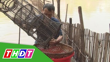 Thu nhập khá từ nghề đặt nò bắt tôm | THDT