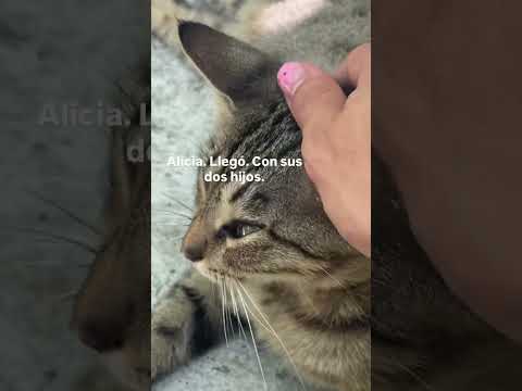 Camilo (@camilo) archived Instagram Stories compilation from July 16, 2026