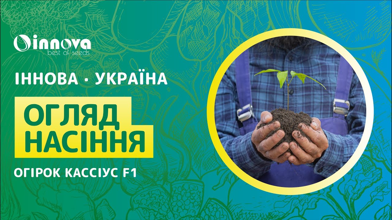 Огірок Кассіус F1. Ретельний огляд огірків. Насіння від компанії Іннова Україна