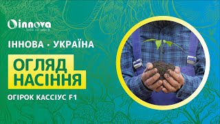 Огірок Кассіус F1. Ретельний огляд огірків. Насіння від компанії Іннова Україна