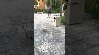 Racoon VS Rat Information