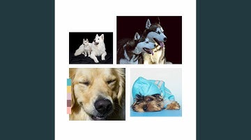 Entertaining Backdrops for Adorable Rescue Pups