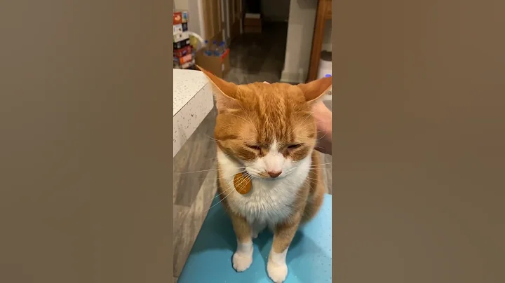 Happy kitty