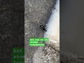 ant sip to ant 🐜 stomke transperent
