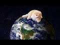 世界を旅する猫　【POP】Cat traveling the world PDS