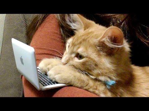 FUN & LAUGHTER GUARANTEED! Funniest ANIMAL moments - Funny animal ...