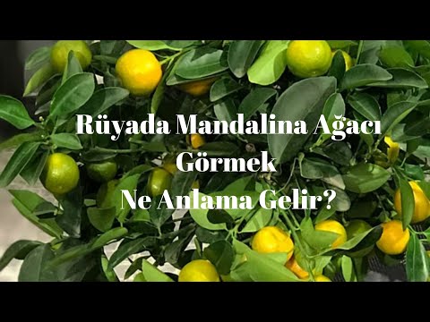 Rüyada Mandalina Ağacı