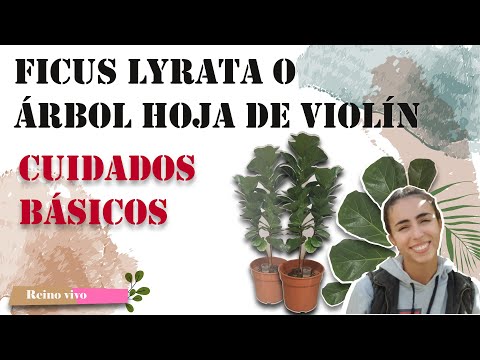 Video: Ficus Con Forma De Lira Y Sin Brillo