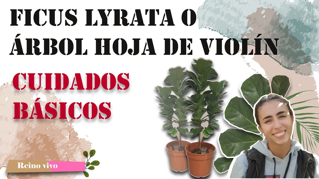 Ficus lyrata o ficus hoja de violín. lo que saber - YouTube