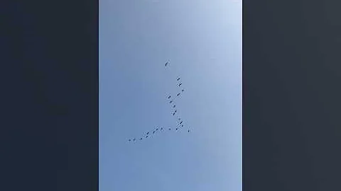 Летят птицы… Два косяка.