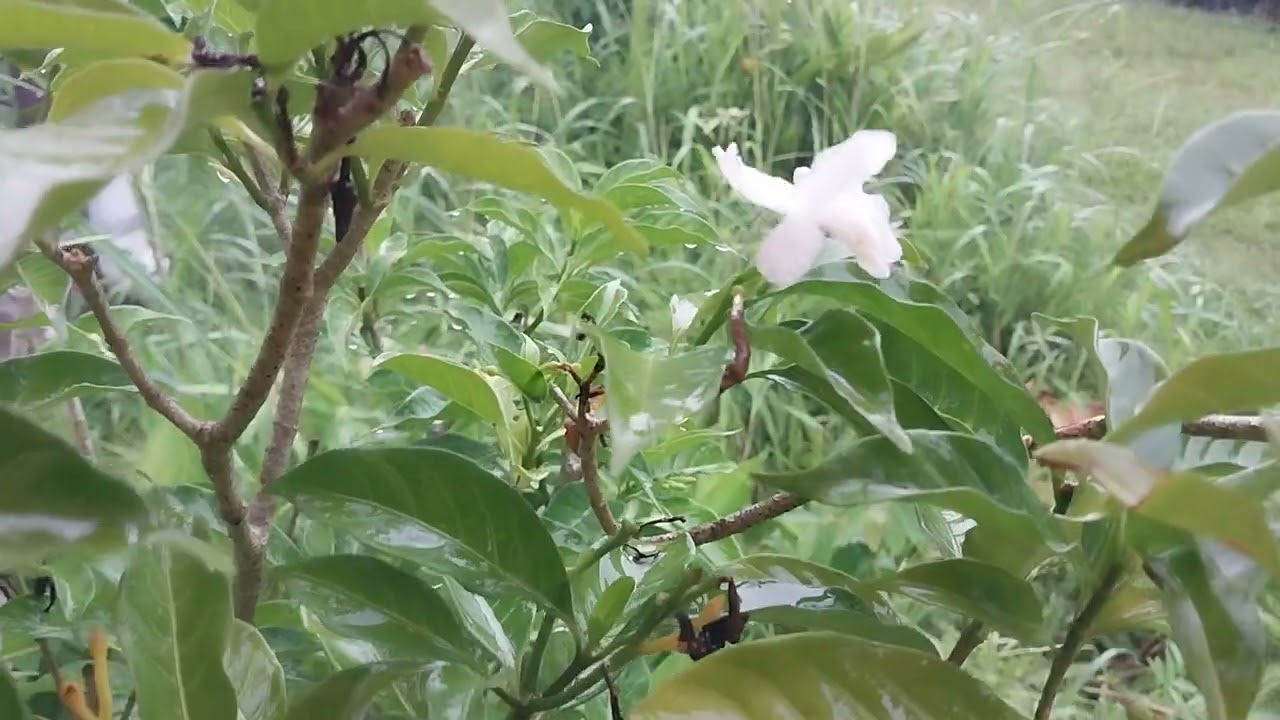 Amazing Tropical Rain Sounds | Papua New Guinea, Popondetta, Oro Province.