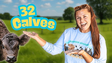 Our Herd Just Keeps Growing! -  Counting Each Calf