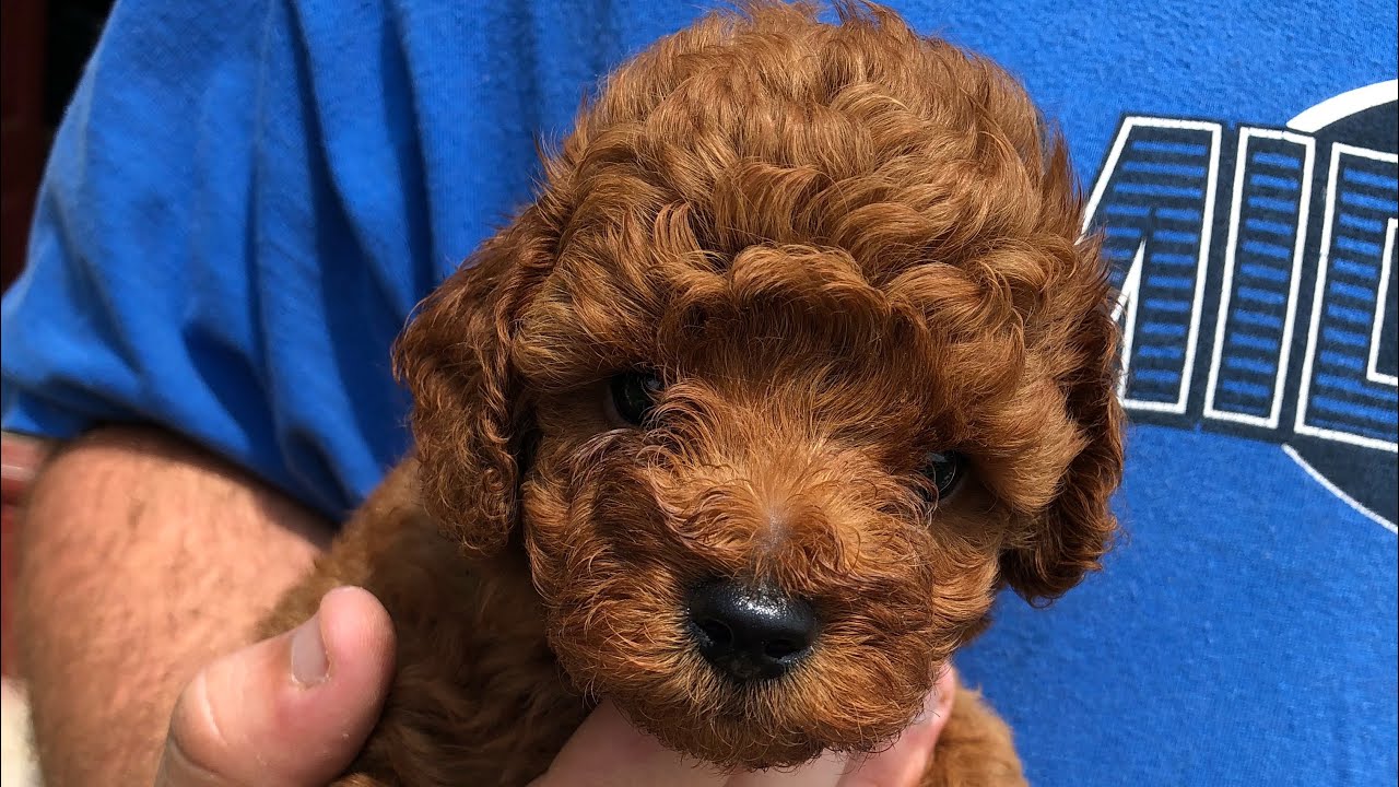 red toy poodle for sale