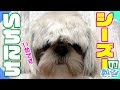 シーズー犬のだいたいの1日まとめ shihtzu Vlog