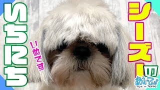 シーズー犬のだいたいの1日まとめ shihtzu Vlog