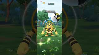 Electabazz in Wild 100% iv Hundo